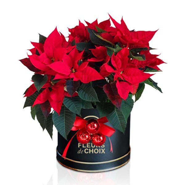 Poinsettia Grandeur