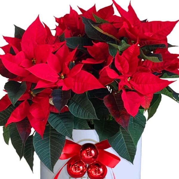 Poinsettia Grandeur