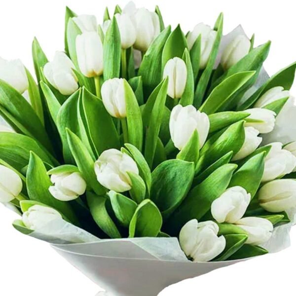 Stunning White Tulip Flowers