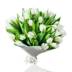 Stunning White Tulip Flowers