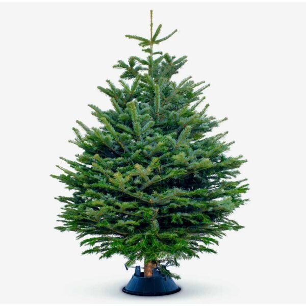 Fresh Christmas Tree