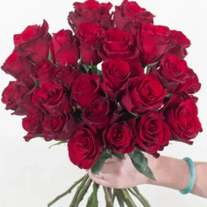 Red Explorer Roses