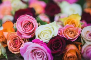 fresh royal roses in Abu Dhabi