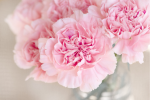 Carnations – Sweet and Passionate
