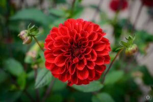 Best flower shop in abu dhabi