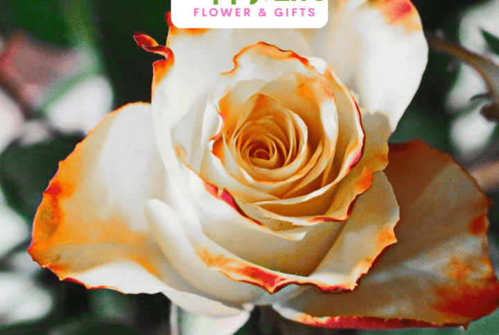 10 Best Budget Bouquets with Fast Delivery in Abu Dhabi