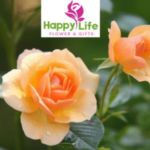 Low-Cost Flower Bouquets in Abu Dhabi