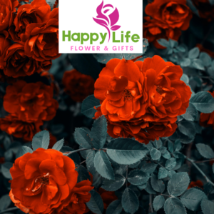 Best Flower Shops in Al Shahamah