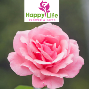 Recommended Flower Shops in Al Shahamah