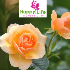 Luxury Flower Shops in Abu Dhabi