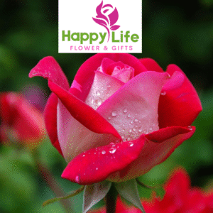 Flower Bouquets Anyone Can Buy in Abu Dhabi