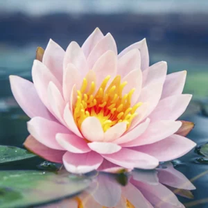 best florist in Abu Dhabi
