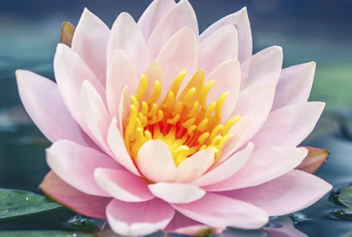 Top 10 Reasons Why We’re the Best Florist in Abu Dhabi