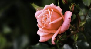 Customer reading positive reviews on Flower Shop Abu Dhabi's website.