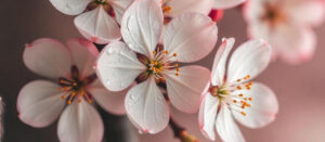 beautiful flower shops in Al Shahamah