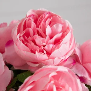 Peonies – Prosperous Romance