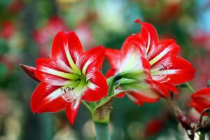 7 Fresh and Colorful Bouquets in Al Shahamah Abu Dhabi