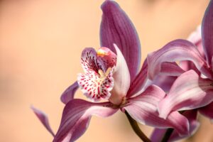 Orchids – Exotic and Enduring Love
