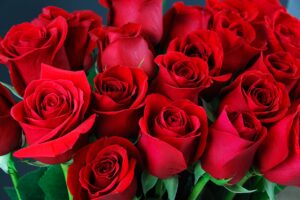 cheap roses Abu Dhabi