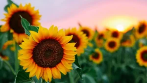 Sunflowers – Warmth, Loyalty & Joy