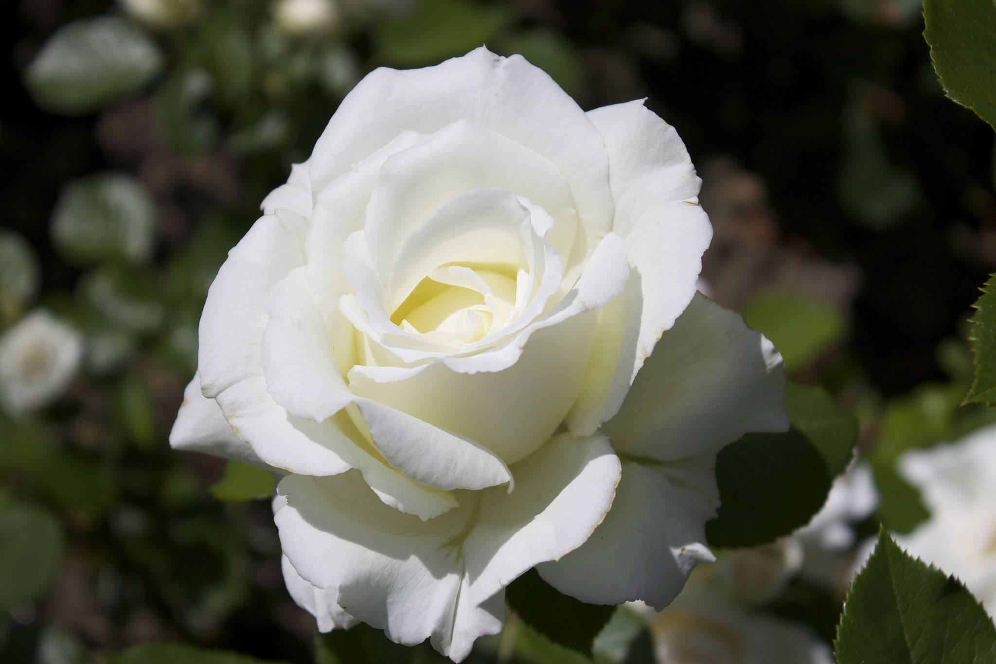buy roses online