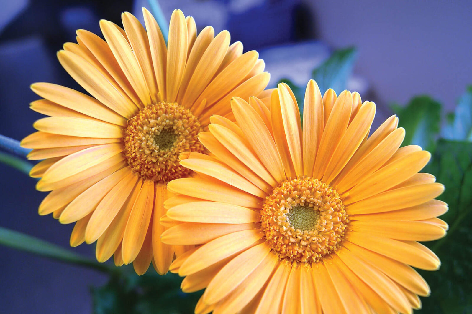 Gerberas 