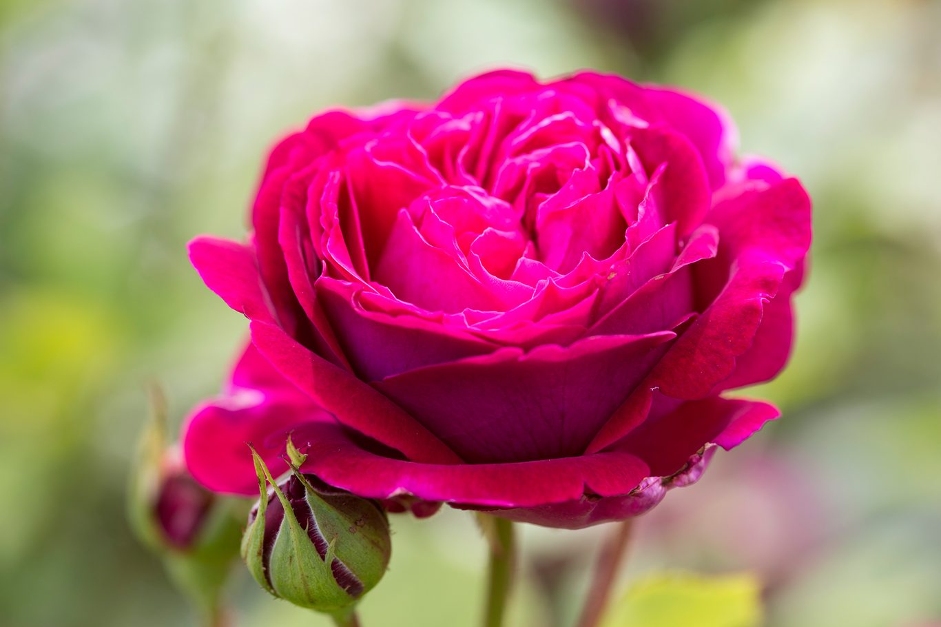 buy roses online