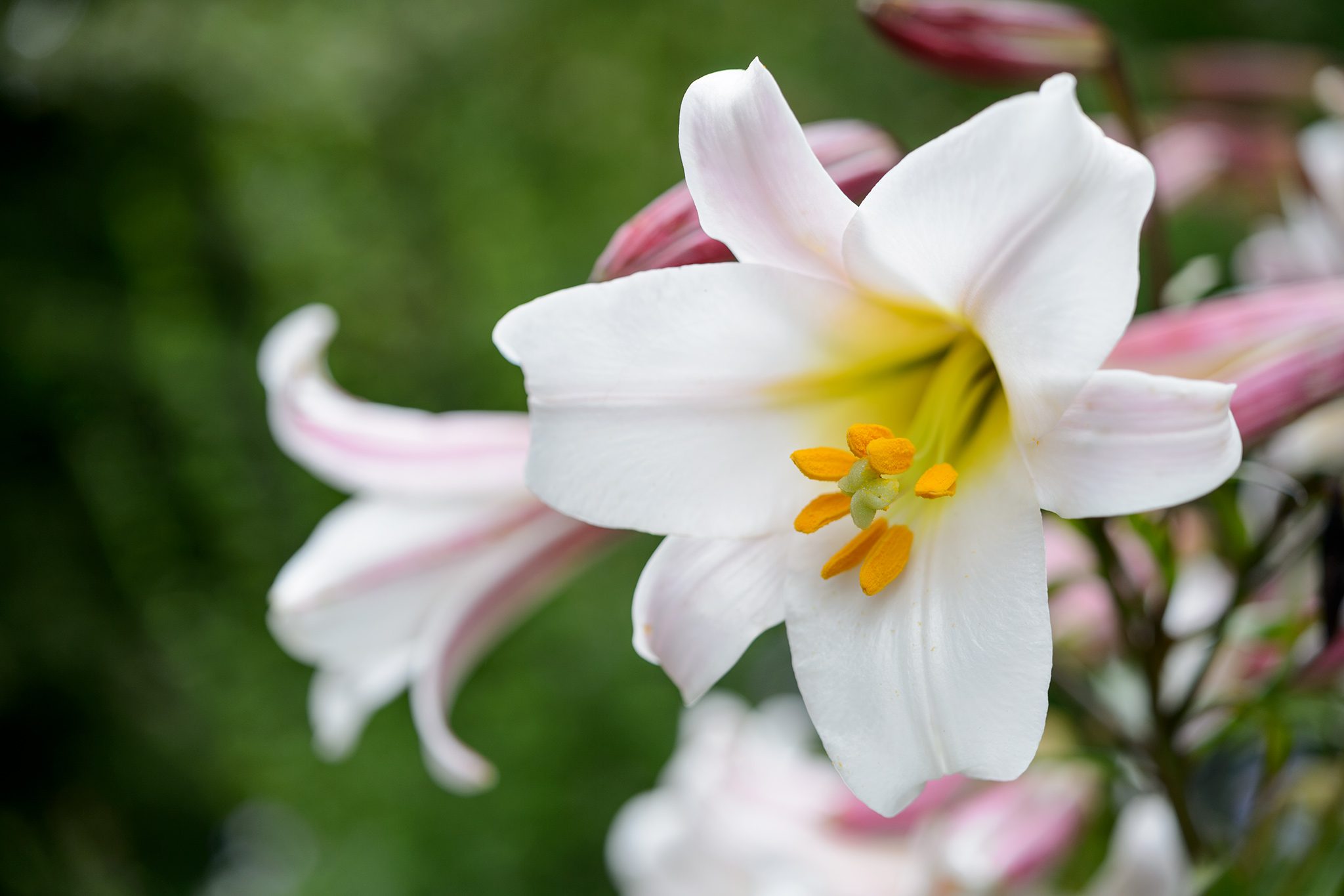 Elegant white lilies bouquet for birthday in Abu Dhabi