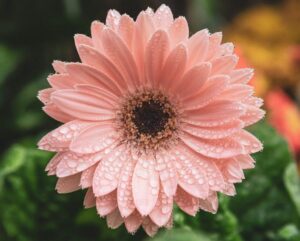 Close-up of a pink gerbera daisy covered in water droplets, with a soft green blurred background.