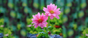 Cheap flower shop Abu Dhabi Wholesale