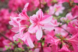 flowers in a group in pink colors