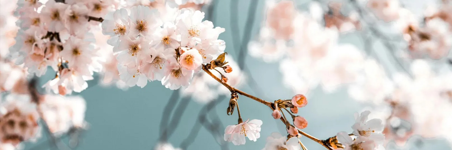 busheres of flower having white flower 