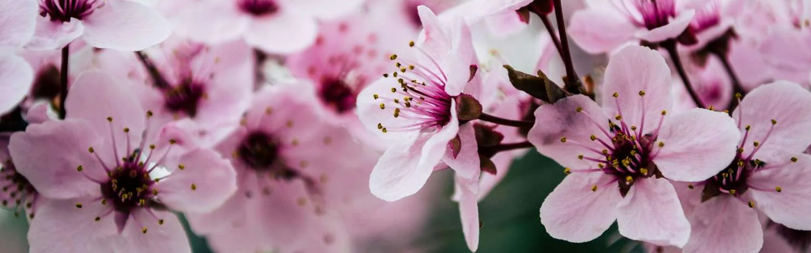 showin the high quality images of pink flowers