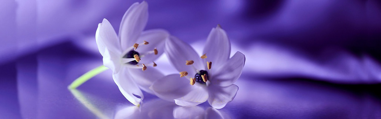 Elegant close-up of two delicate white flowers with golden stamens, resting on a reflective purple surface with soft lighting.