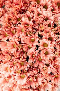 Wedding-Ready Flower Bouquets in Al Shahama