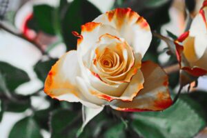 wedding flower shop in Al Shahama