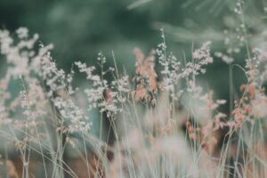 Cheap bouquet gifts