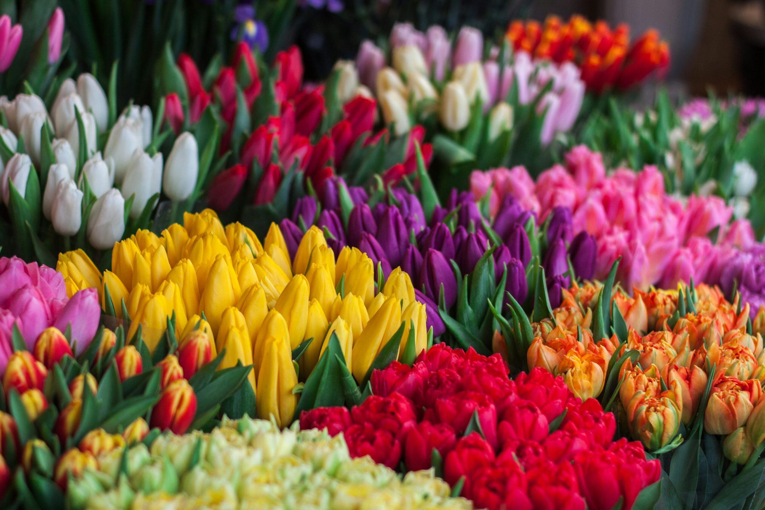 Tulips flower meanings in gift giving