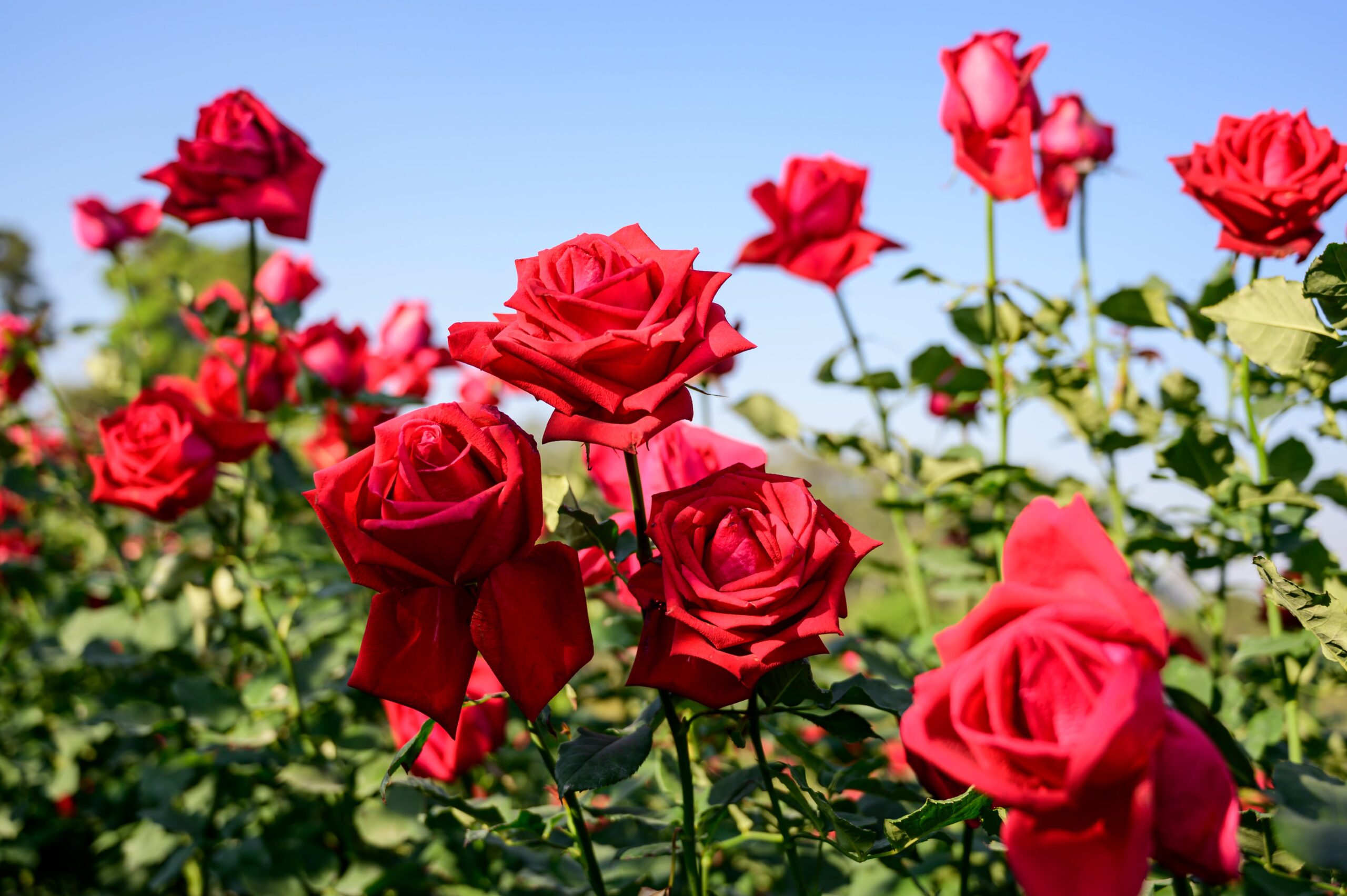 flower meanings in gift giving rose