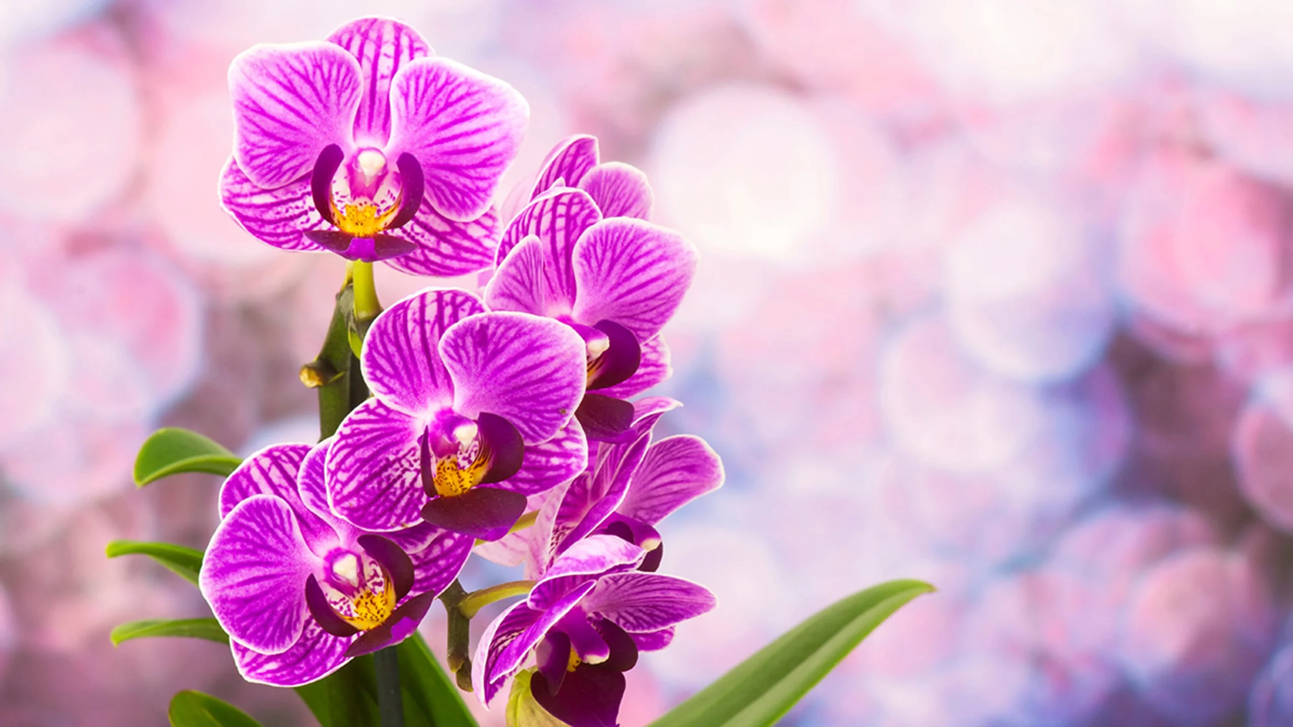 Exotic purple orchids bouquet for events in Abu Dhabi