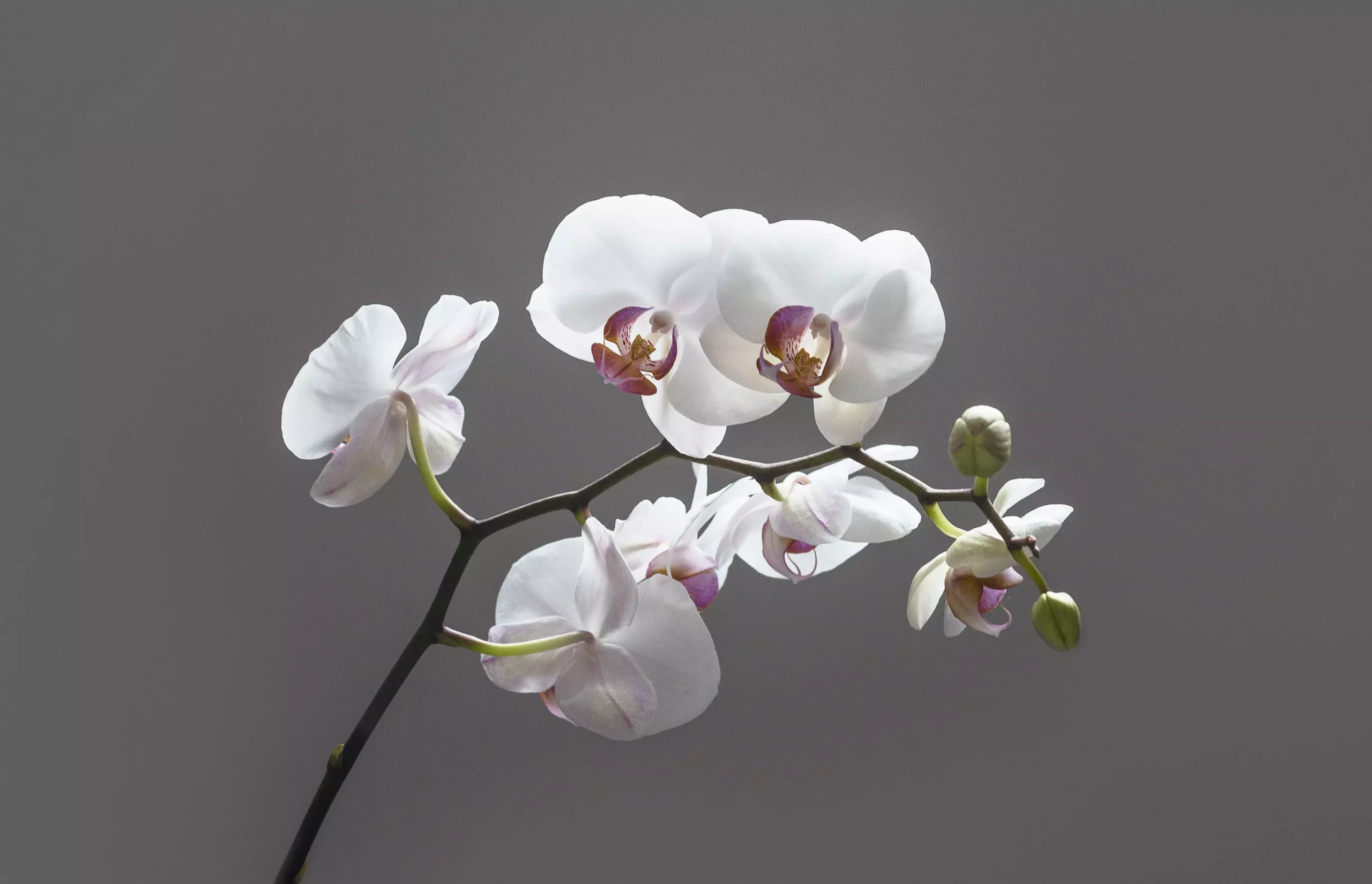 flower meanings in gift giving orchids